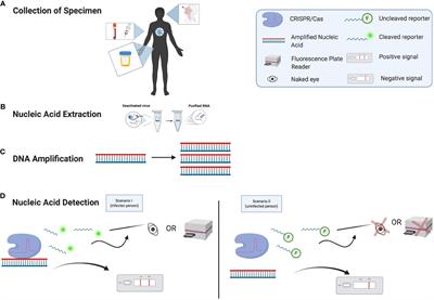 Frontiers Crispr Based Covid Testing Toward Next Generation Point Of Care Diagnostics